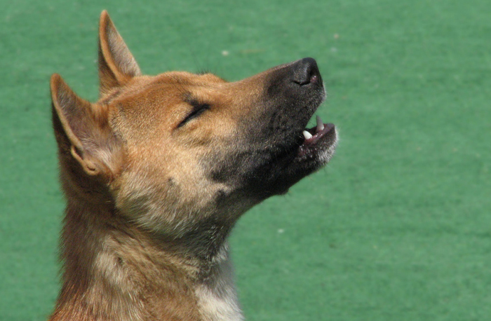 Вой собаки похож на пение и весьма разнообразен. /Фото:sobakainfo.ru