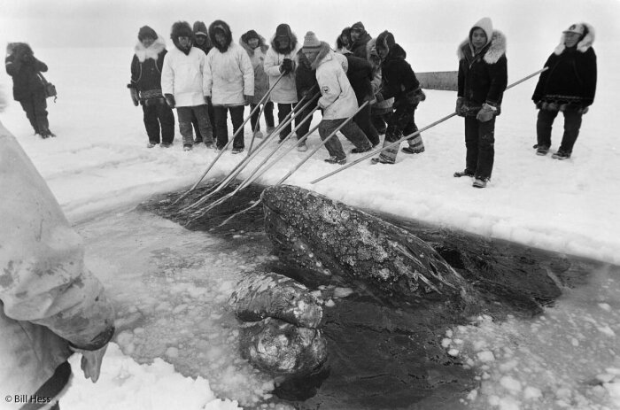 Эскимосы тщетно пытались вытащить китов. /Фото: Билл Хесс. 