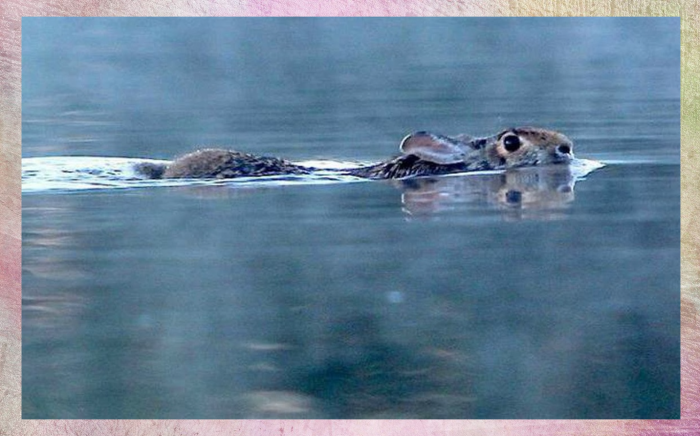Зайцы плавают лишь на короткие расстояния.
