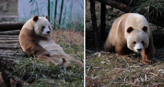 Единственная коричневая панда, живущая в неволе.