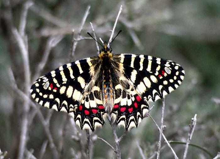 Марокканская бабочка-индикатор. /Фото:wikipedia.org 