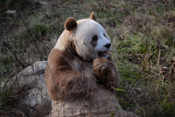 У этой панды не такой ДНК, как у черно-белой. /Фото: China Foto Press via Legion Media