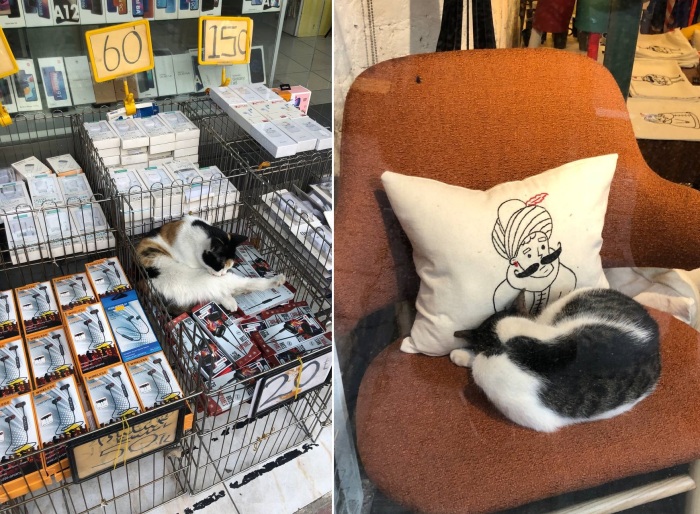 В магазинах дворовых кошек не выгоняют. Пусть отдыхают, где хотят. /Фото: А. Белова<br>