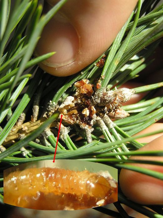 Неужели причина всего лишь в этой маленькой гусенице? /Фото:wikimedia.org