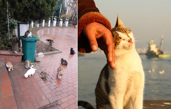Стамбульские кошки предохраняют город от эпидемий.