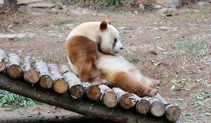 Где живут коричневые панды, почему у них такой окрас и сколько их осталось в природе 
