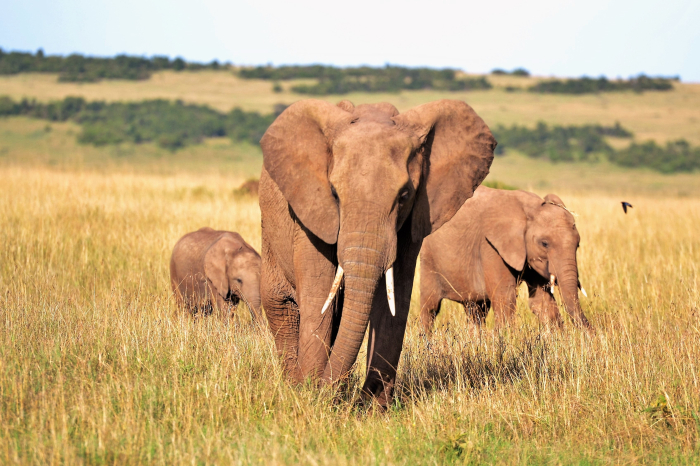 Слоны в Кении. /Фото: kenyabuzz.com