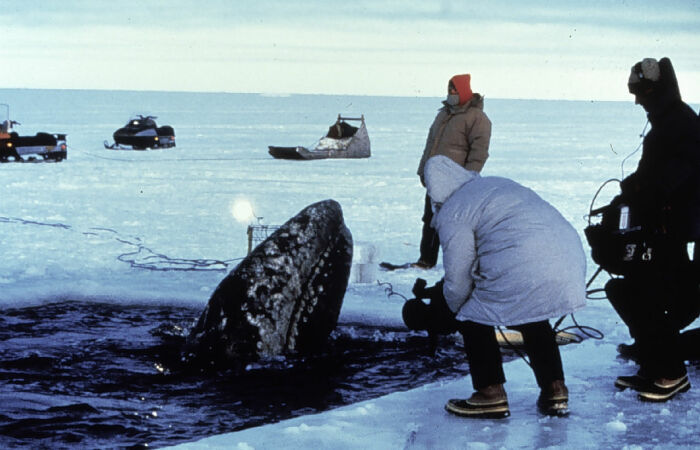 Молодой серый кит общается с людьми, 1972 год. /Фото: photolib.noaa.gov