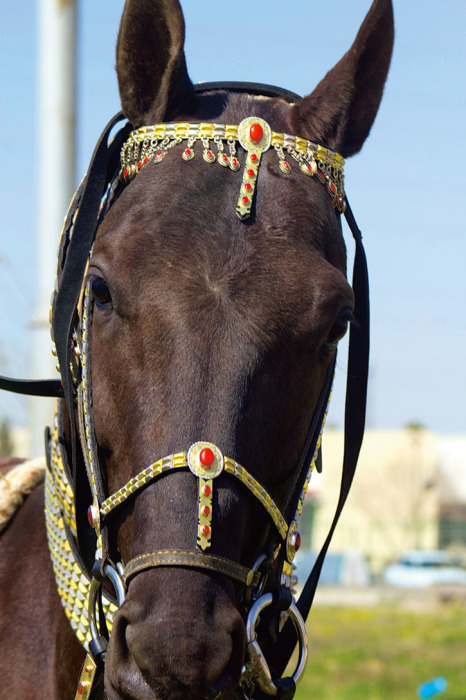Конь, облаченный в туркменские драгоценности./Фото:turkmen.ru