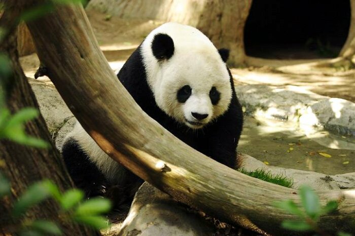 Всем более привычна обычная панда. Именно она считается эмблемой и символом Китая. /Фото:lightmatter.net 