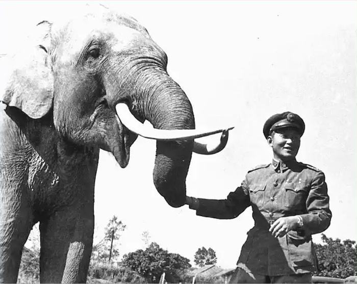 Слон-долгожитель, прошедший войну. /Фото:want-daily.com