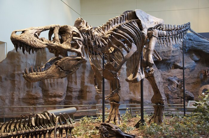 Скелет тираннозавра рекса в Музее естественной истории Карнеги (Питтсбург). /Фото: Scott Robert Anselmo.