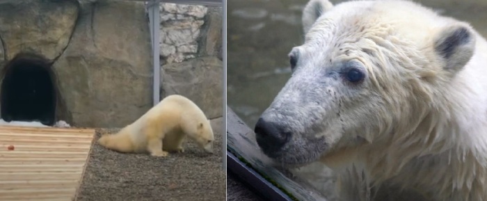Нас обманывали: шерсть белого медведя – на самом деле прозрачная