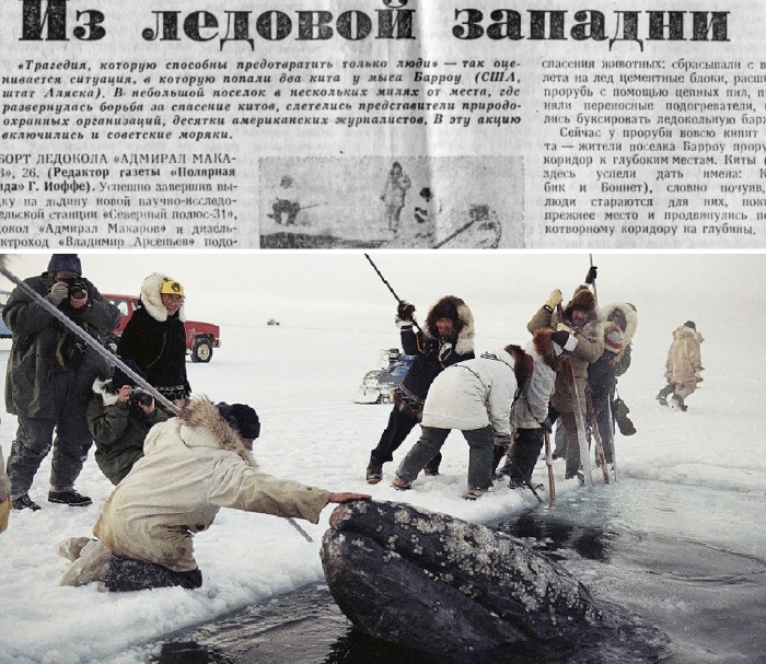 Китов спасти не удавалось, и тогда обратились к морякам СССР.