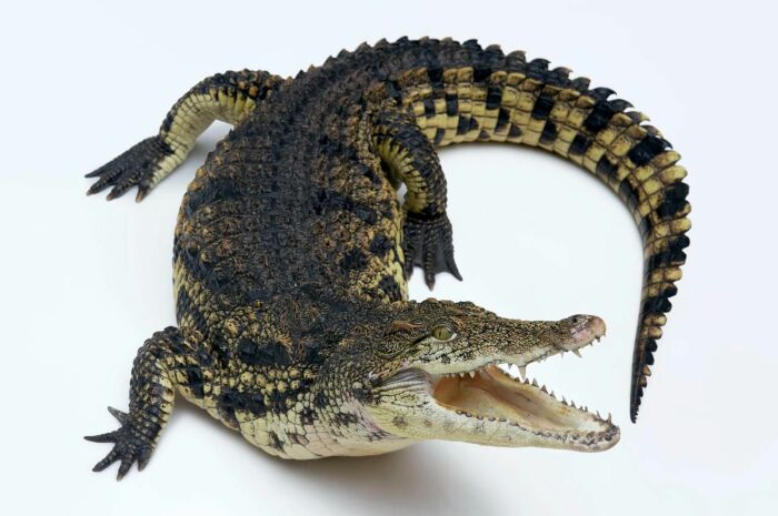 Нильский крокодил в дикой природе. /Фото: laplaya-rus.ru