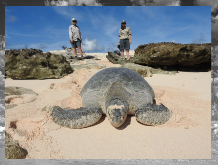 Черепахи находятся под защитой природоохранников.