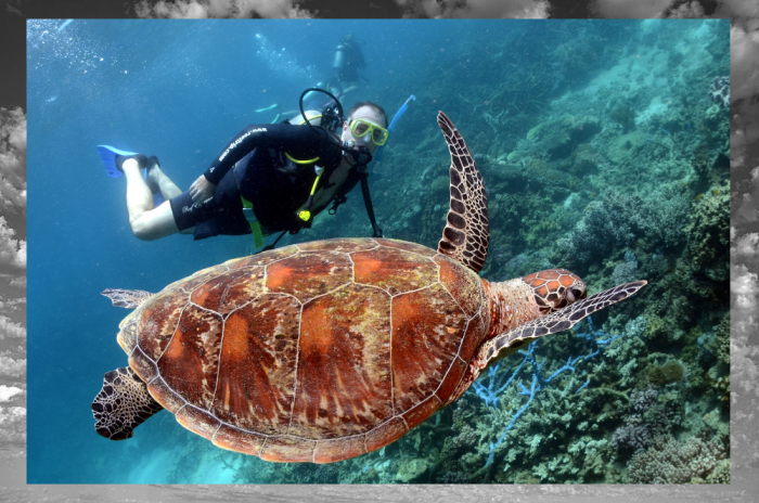 На побережье Австралии с черепахой можно просто поплавать.