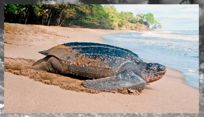 На Большом Барьерном рифе крупных черепах осталось катастрофически мало.