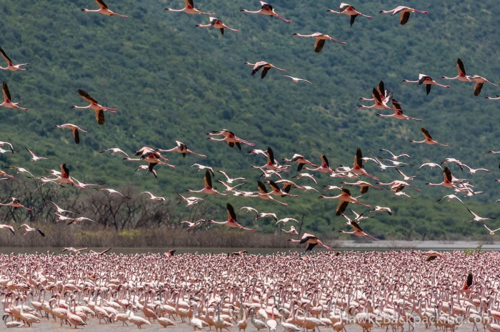 Фламинго пугливы и при малейшей опасности взмывают в небо. /Фото:hawkebackpacking.com