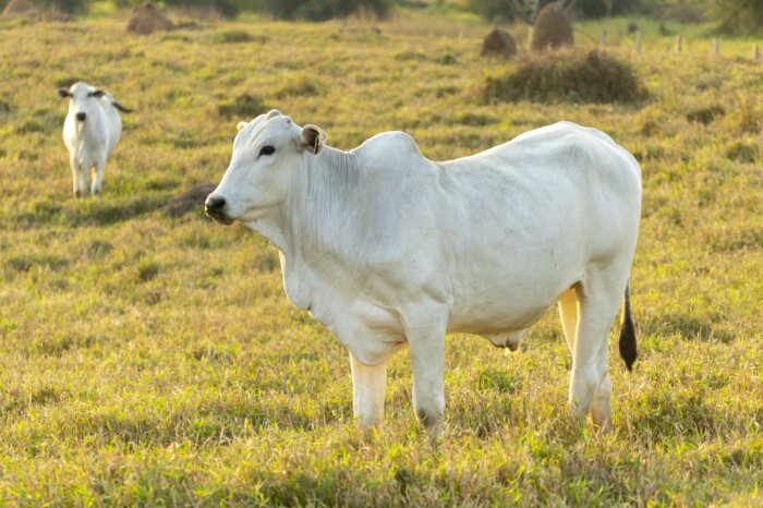 Коровы Nellore на пастбище. /Фото: newsweek.com 