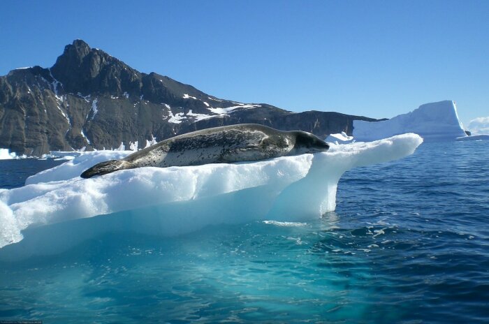 Этот тюлень дышит идеально чистым воздухом. /Фото: vseoplanete.ru
