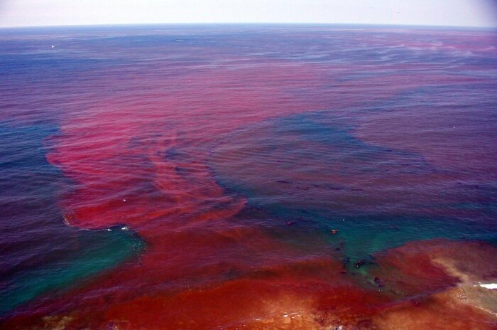 Так иногда выглядит цветение водорослей в море. Но не всегда. /Фото: mirtesen.ru 