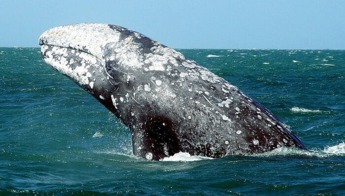 Серый кит в Охотском море, современная съемка. /Фото: animalbox.ru