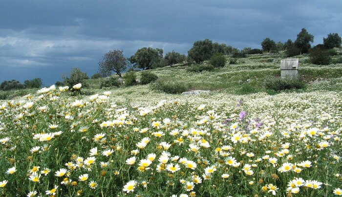 Из Турции цветы поставляют в сады по всему миру. /Фото: .rove.me