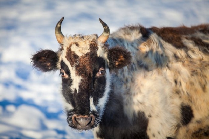 Коровы-полярники: ученые-генетики раскрыли секрет морозостойкости бурёнок Крайнего Севера