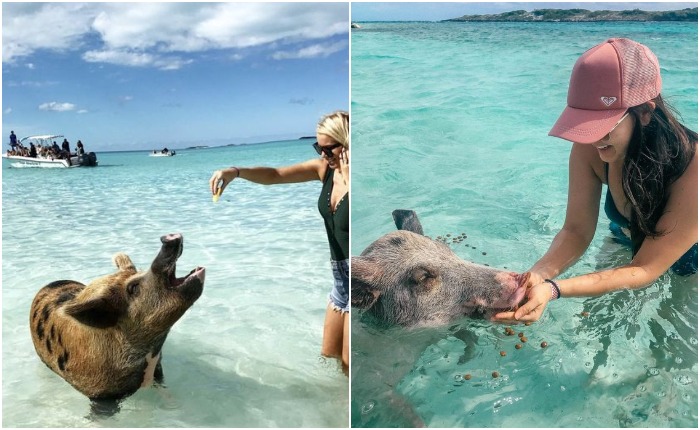 Покормить свинок, поплавать с ними и сфотографироваться - такие услуги предлагаются туристам