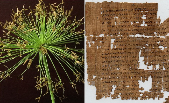 В чём секрет материала, на котором записывали библейские тексты: Забытая  древняя технология изготовления папируса