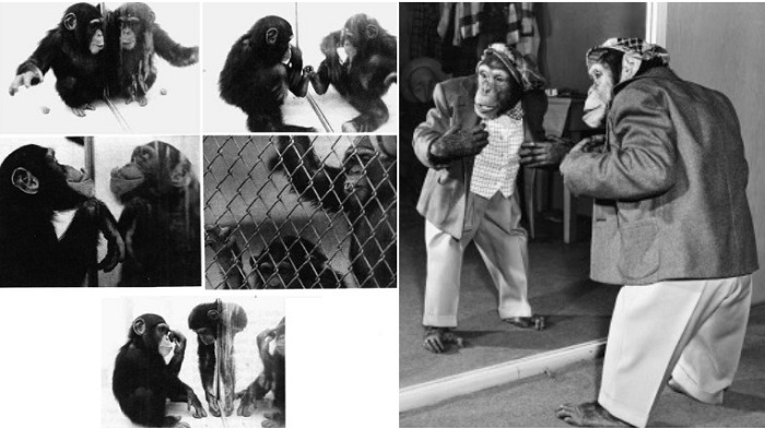 Шимпанзе стали первыми испытуемыми в зеркальном тесте