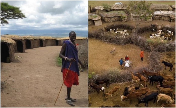 Вокруг деревни делают частокол из ветвей колючей акации - так масаи защищают себя и скот от хищников