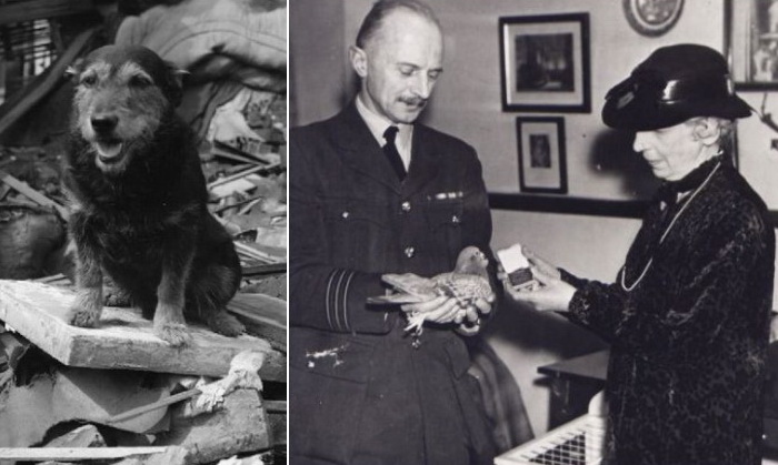Слева - собака Рип, спасшая во время войны из-под завалов больше сотни человек; справа - один из многочисленных почтовых голубей, награжденных медалью Марии Дикин.