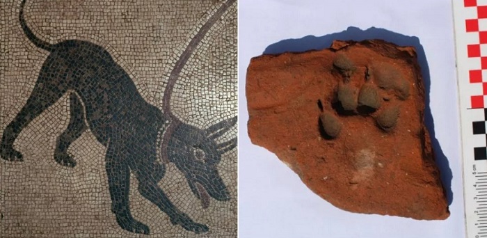 Собачьи следы найдены на терракоте римского периода, найденной на территории Румынии