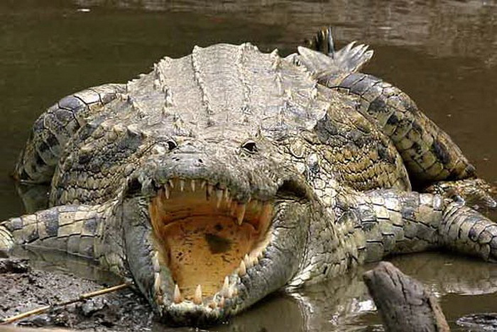 Густав - нильский крокодил, но живет в другой реке, в другом, южном полушарии. Источник: pinterest.com