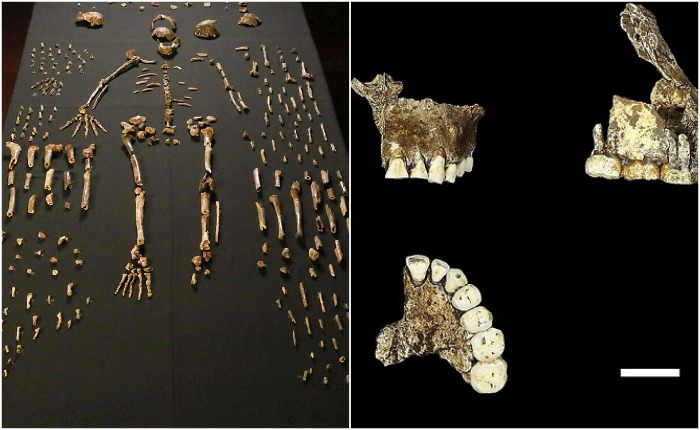 Часть найденных фрагментов скелета и челюстей
