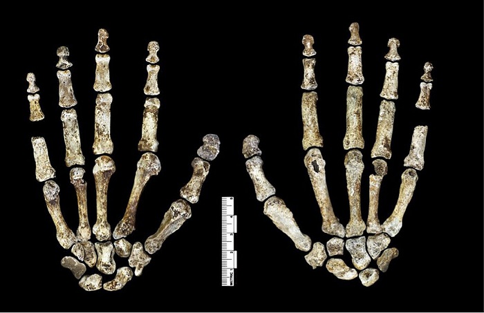 Примечательно, что строение кисти руки homo naledi очень напоминает анатомию современного человека. Источник: commons.wikimedia.org