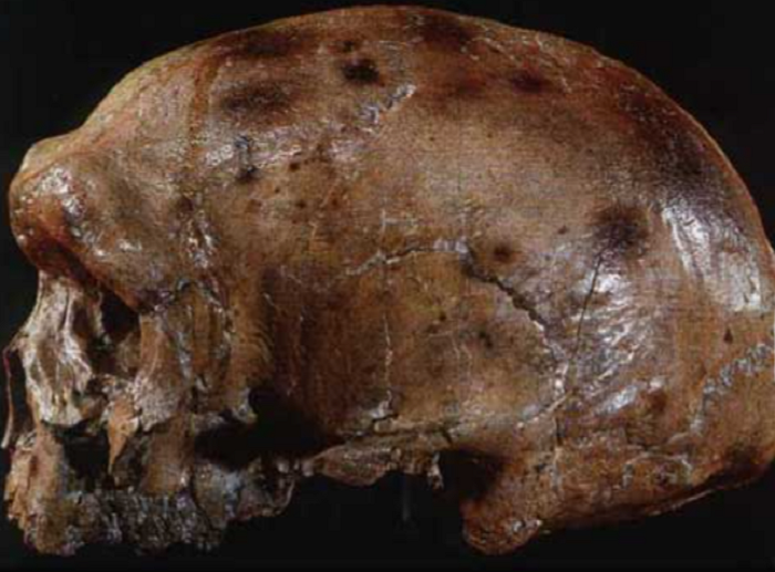 Удивительно, но изучение даже фрагмента ископаемого черепа вполне может дать сведения о прижизненных способностях его владельца. Источник: antropogenez.ru