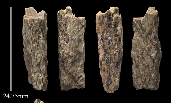 Кость, на которой обнаружены отпечатки неандертальца, снятая с разных ракурсов. Источник: google.com