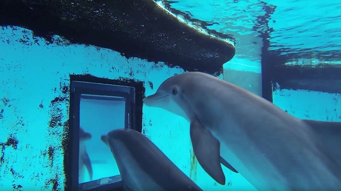 Дельфины зеркальный тест проходить умеют. / Фото: iflscience.com