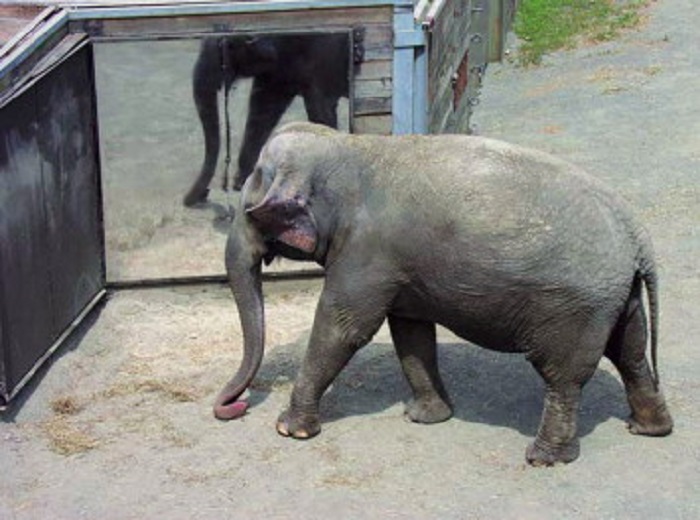 Удачным эксперимент оказался и в отношении некоторых слонов. / Фото: sciencedirect.com