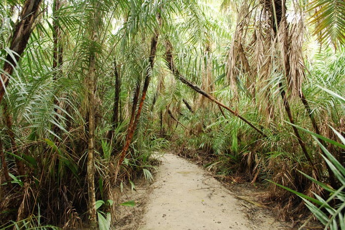Мангровые джунгли - теплые леса, затапливаемые водой. Таким является и  Сундарбан, район, где появился город мечетей. Источник: commons.wikimedia.org