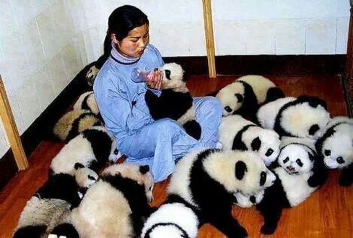 Сиделка при маленьких пандах - чем не работа? Источник: pinterest.com