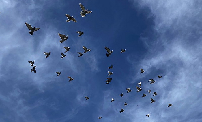 Голубей обучают в том числе и возвращаться в передвижные голубятни. Источник: wikipedia.org
