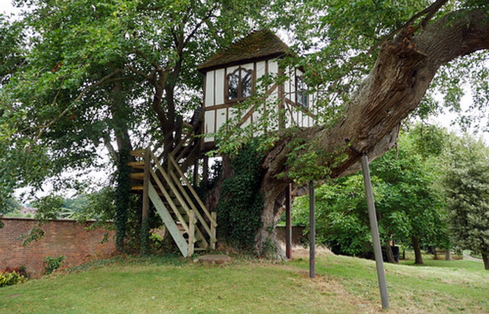 Особенности дизайна дома с деревом, растущим внутри комнат