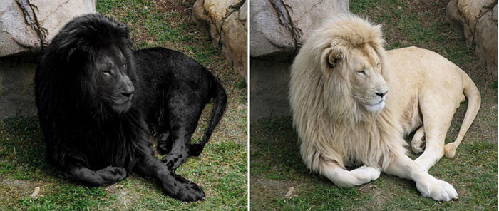 Черный лев – «До и после»