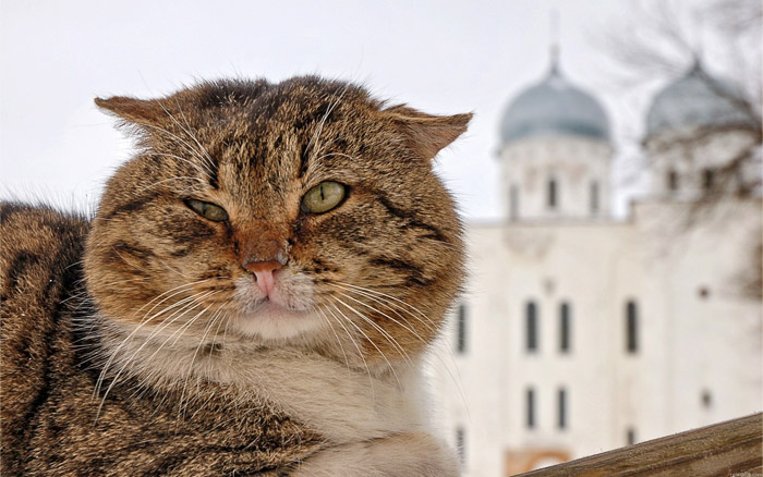 Есть порода казанская кошка thumbnail