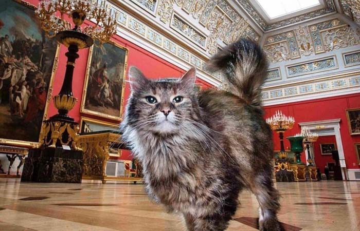 Какой музей охраняют казанские кошки