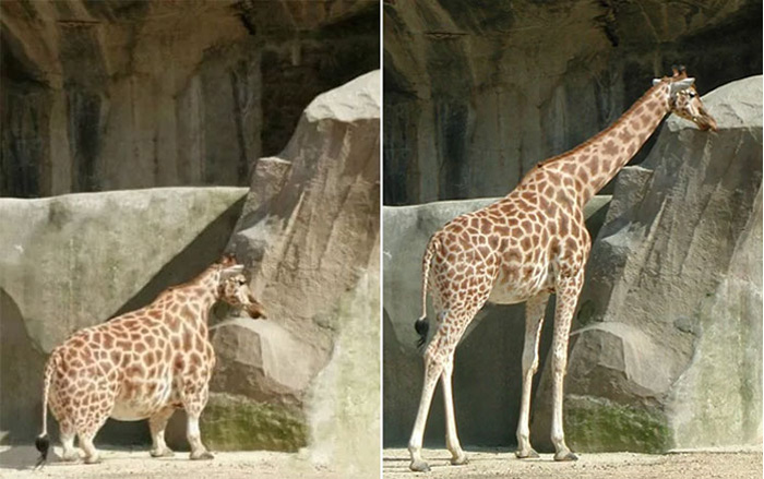 Карликовый жираф быстро стал интернет-звездой